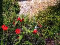 gal/holiday/Yeovil Area 2007 - Tintihull Gardens/_thb_Tintinhull_Gardens_P1010068.jpg